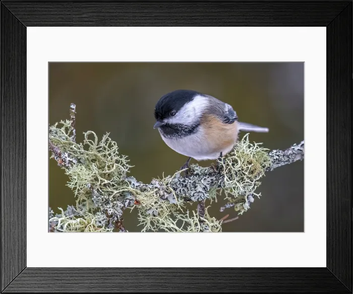 Framed Print : Black-capped Chickadee (Poecile atricapillus) in winter, Thornton, Ontario, Canada