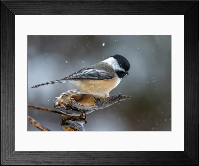 Framed Print : Black-capped Chickadee (Poecile atricapillus) in winter, Thornton, Ontario, Canada Framed Print : Black-capped Chickadee (Poecile atricapillus) in winter, Thornton, Ontario, Canada