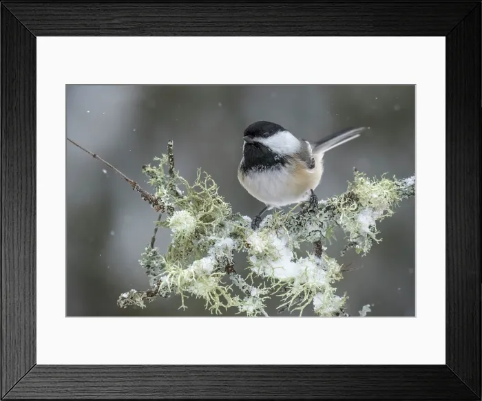 Framed Print : Black-capped Chickadee (Poecile atricapillus) in winter, Thornton, Ontario, Canada Framed Print : Black-capped Chickadee (Poecile atricapillus) in winter, Thornton, Ontario, Canada