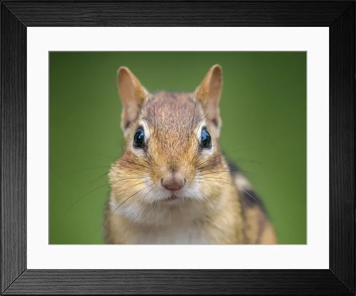 Framed Print : Eastern Chipmunk (Tamias striatus), Thornton, Ontario, Canada