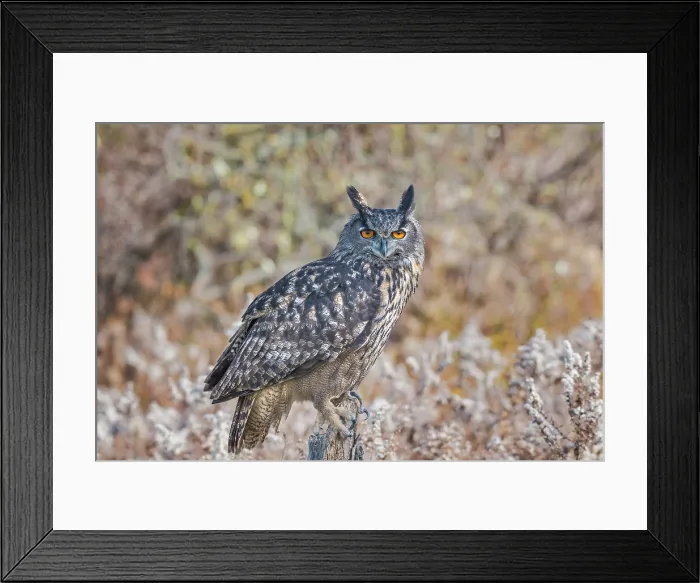 Framed Print : Eurasian Eagle-owl (Bubo bubo) - captive bred Framed Print : Eurasian Eagle-owl (Bubo bubo) - captive bred
