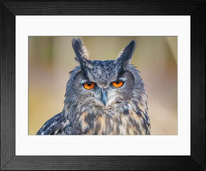Framed Print : Eurasian Eagle-owl (Bubo bubo) - captive bred Framed Print : Eurasian Eagle-owl (Bubo bubo) - captive bred