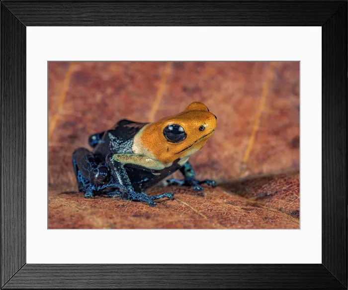 Framed Print : Ranitomeya fantastica - captive bred, London, Ontario, Canada Framed Print : Ranitomeya fantastica - captive bred, London, Ontario, Canada