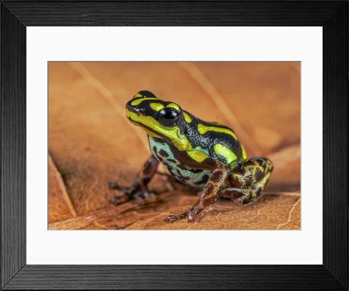 Framed Print : Ranitomeya serensis - captive bred, London, Ontario, Canada Framed Print : Ranitomeya serensis - captive bred, London, Ontario, Canada