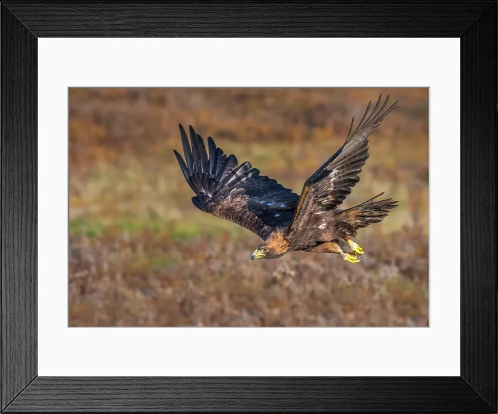 Framed Print : Golden Eagle (Aquila chrysaetos) - captive bred Framed Print : Golden Eagle (Aquila chrysaetos) - captive bred