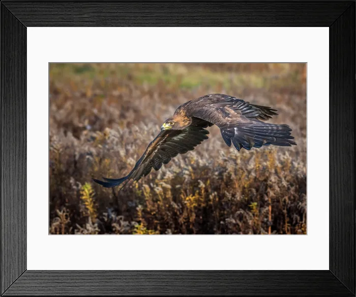 Framed Print : Golden Eagle (Aquila chrysaetos) - captive bred