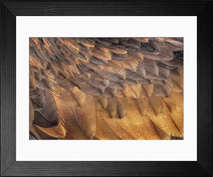 Framed Print : Golden Eagle (Aquila chrysaetos) - captive bred
