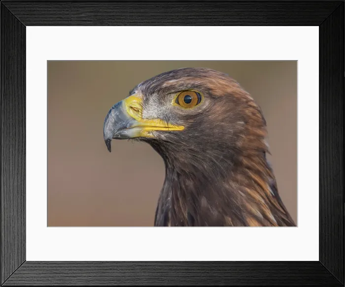 Framed Print : Golden Eagle (Aquila chrysaetos) - captive bred