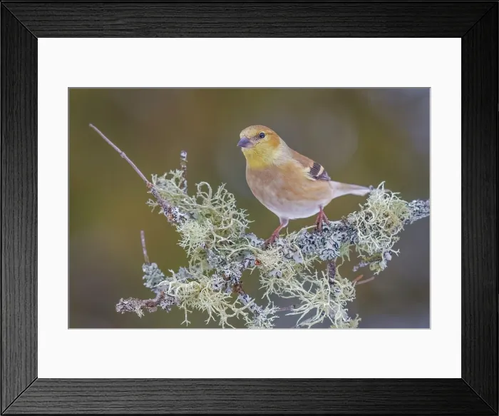 Framed Print : American Goldfinch (Spinus tristis) Framed Print : American Goldfinch (Spinus tristis)