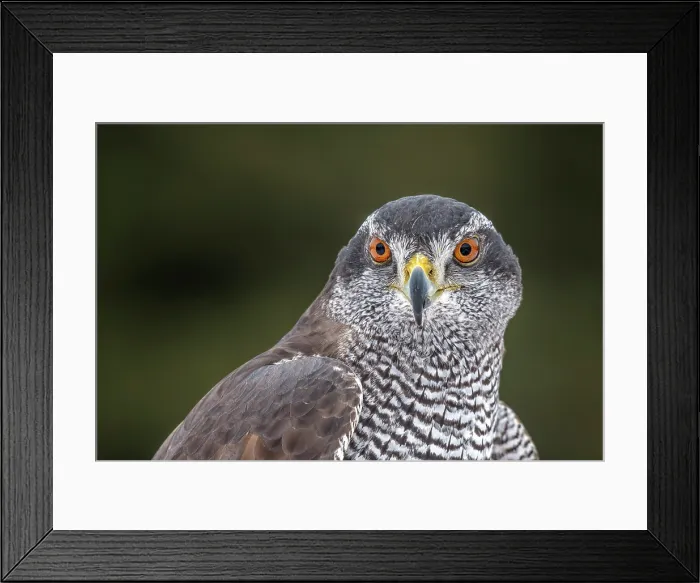 Framed Print : Goshawk (Accipiter gentilis) - captive Framed Print : Goshawk (Accipiter gentilis) - captive