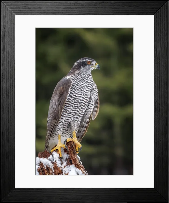 Framed Print : Goshawk (Accipiter gentilis) - captive Framed Print : Goshawk (Accipiter gentilis) - captive