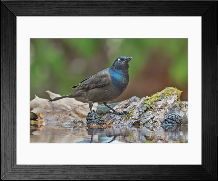 Framed Print : Common Grackle (Quiscalus quiscula) at small pond, Thornton, Ontario, Canada