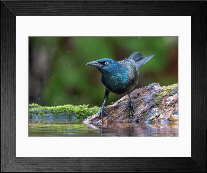 Framed Print : Common Grackle (Quiscalus quiscula) in light rain beside small pond, Thornton, Ontario, Canada Framed Print : Common Grackle (Quiscalus quiscula) in light rain beside small pond, Thornton, Ontario, Canada