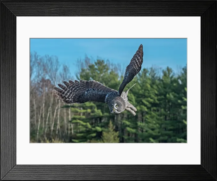 Framed Print : Great Gray Owl (Strix nebulosa) - captive bred Framed Print : Great Gray Owl (Strix nebulosa) - captive bred