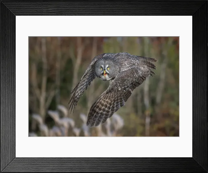 Framed Print : Great Gray Owl (Strix nebulosa) - captive bred Framed Print : Great Gray Owl (Strix nebulosa) - captive bred