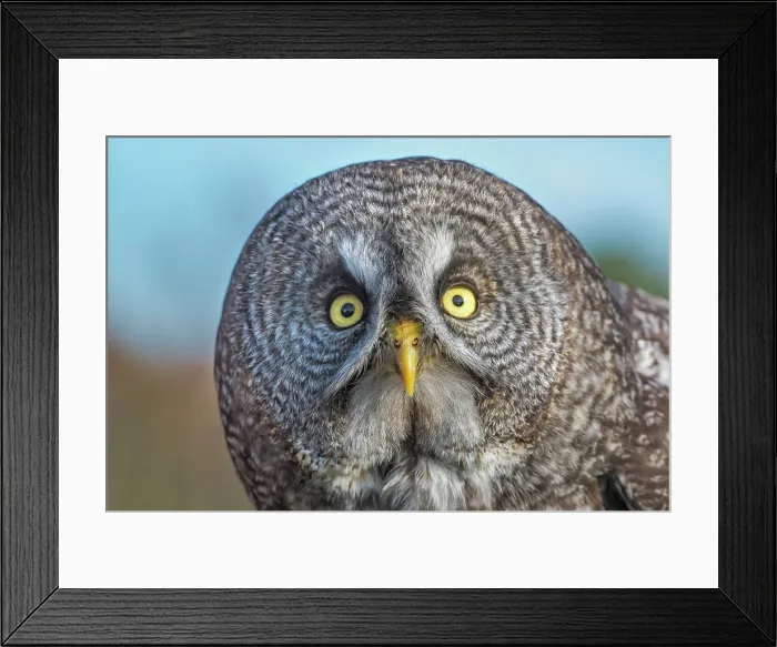 Framed Print : Great Gray Owl (Strix nebulosa) - captive bred Framed Print : Great Gray Owl (Strix nebulosa) - captive bred