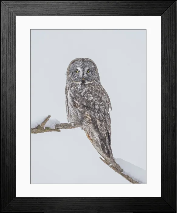 Framed Print : Great Gray Owl (Strix nebulosa) in winter, Midland, Ontario, Canada