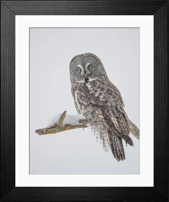 Framed Print : Great Gray Owl (Strix nebulosa) in winter, Midland, Ontario, Canada Framed Print : Great Gray Owl (Strix nebulosa) in winter, Midland, Ontario, Canada
