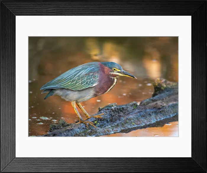 Framed Print : Green Heron (Butorides virescens), Burlington, Ontario, Canada Framed Print : Green Heron (Butorides virescens), Burlington, Ontario, Canada