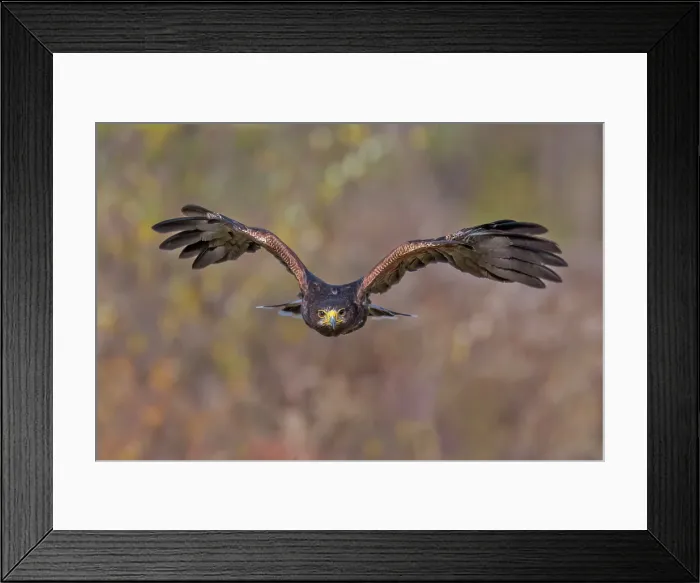 Framed Print : Harris's hawk (Parabuteo unicinctus) - captive bred Framed Print : Harris's hawk (Parabuteo unicinctus) - captive bred