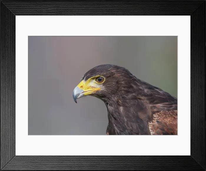 Framed Print : Harris's hawk (Parabuteo unicinctus) - captive bred Framed Print : Harris's hawk (Parabuteo unicinctus) - captive bred
