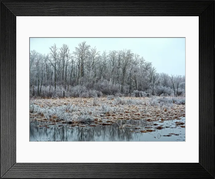 Framed Print : Ice Storm Aftermath, Thornton, Ontario, Canada Framed Print : Ice Storm Aftermath, Thornton, Ontario, Canada
