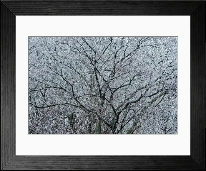 Framed Print : Ice Storm Aftermath, Thornton, Ontario, Canada Framed Print : Ice Storm Aftermath, Thornton, Ontario, Canada