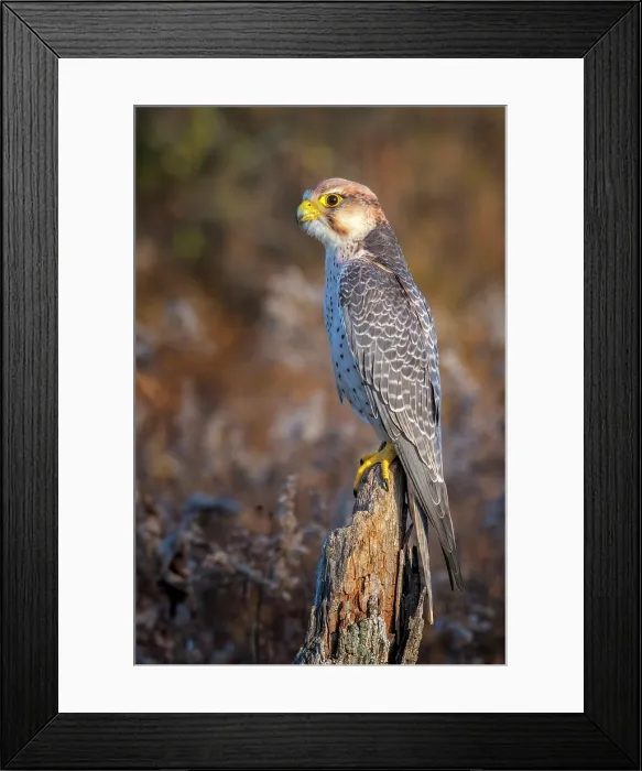 Framed Print : Lanner Falcon (Falco biarmicus) - captive bred Framed Print : Lanner Falcon (Falco biarmicus) - captive bred