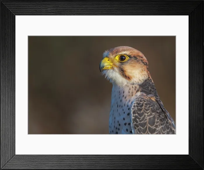 Framed Print : Lanner Falcon (Falco biarmicus) - captive bred Framed Print : Lanner Falcon (Falco biarmicus) - captive bred