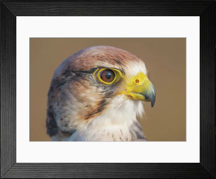 Framed Print : Lanner Falcon (Falco biarmicus) - captive bred Framed Print : Lanner Falcon (Falco biarmicus) - captive bred