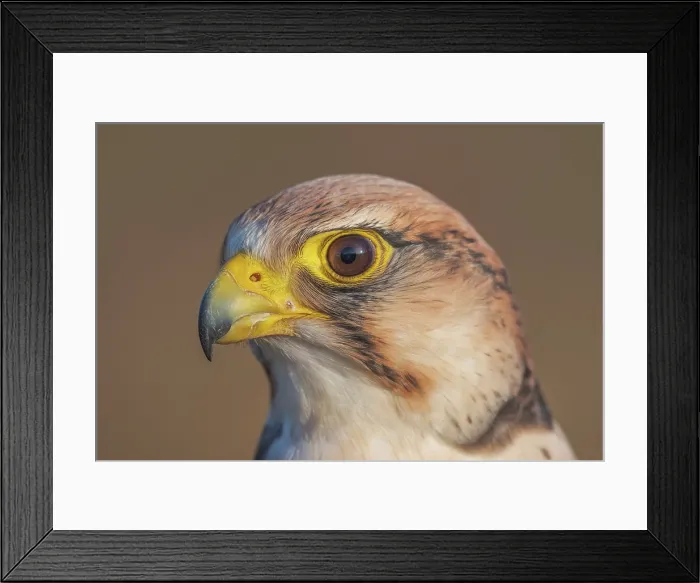 Framed Print : Lanner Falcon (Falco biarmicus) - captive bred Framed Print : Lanner Falcon (Falco biarmicus) - captive bred