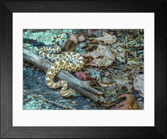 Framed Print : Eastern Massasauga (Sistrurus catenatus), Killbear Provincial Park, Ontario, Canada