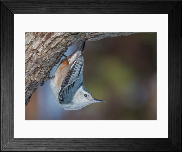 Framed Print : White-breasted Nuthatch (Sitta carolinensis), Thornton, Ontario, Canada Framed Print : White-breasted Nuthatch (Sitta carolinensis), Thornton, Ontario, Canada