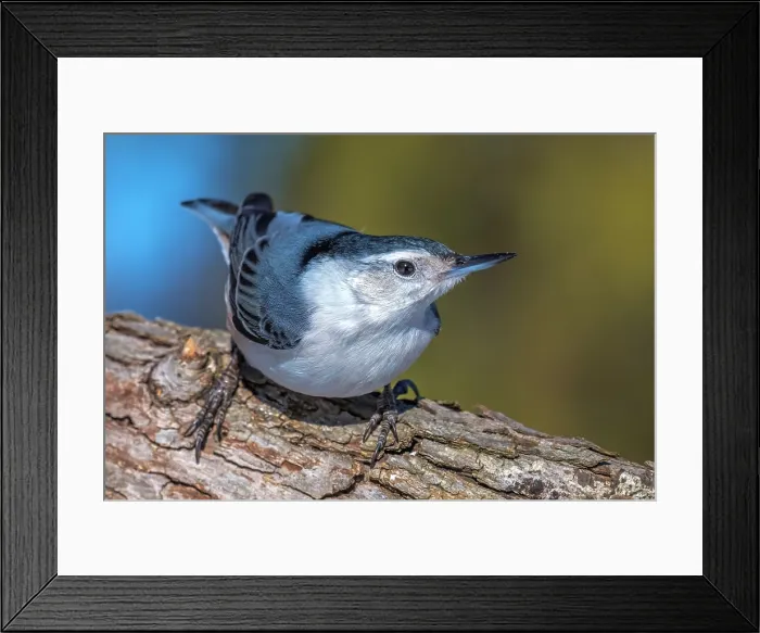 Framed Print : White-breasted Nuthatch (Sitta carolinensis), Thornton, Ontario, Canada Framed Print : White-breasted Nuthatch (Sitta carolinensis), Thornton, Ontario, Canada
