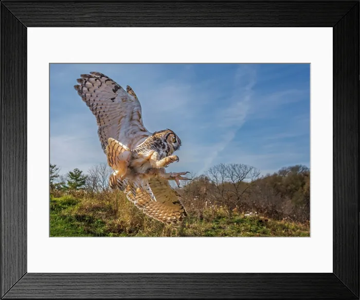 Framed Print : Great Horned Owl (Bubo virginianus) in flight - captive bred, Ontario, Canada