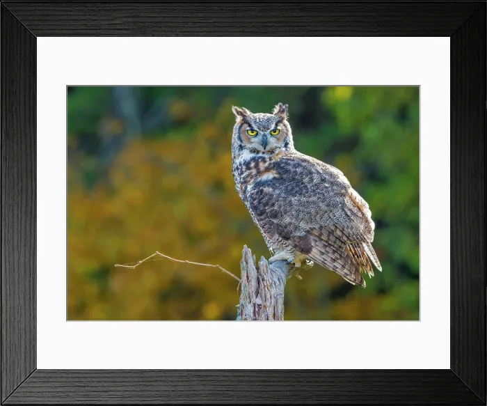 Framed Print : Great Horned Owl (Bubo virginianus) - captive bred, Ontario, Canada Framed Print : Great Horned Owl (Bubo virginianus) - captive bred, Ontario, Canada