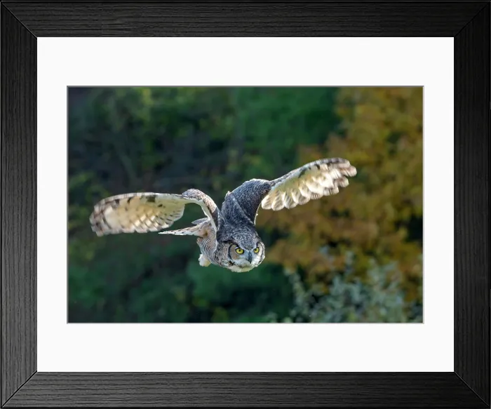 Framed Print : Great Horned Owl (Bubo virginianus) in flight - captive bred, Ontario, Canada Framed Print : Great Horned Owl (Bubo virginianus) in flight - captive bred, Ontario, Canada