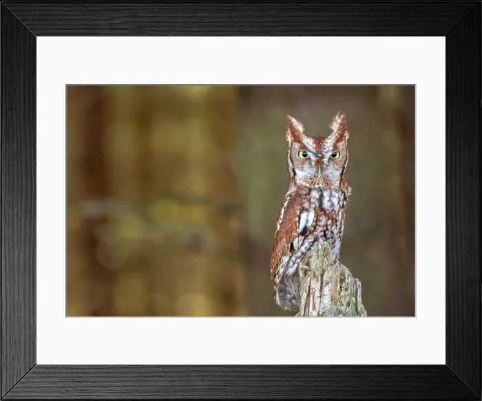 Framed Print : Eastern Screech-Owl (Megascops asio) - captive bred, Ontario, Canada Framed Print : Eastern Screech-Owl (Megascops asio) - captive bred, Ontario, Canada