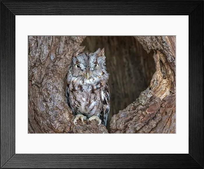 Framed Print : Eastern Screech-Owl (Megascops asio) - captive bred, Ontario, Canada Framed Print : Eastern Screech-Owl (Megascops asio) - captive bred, Ontario, Canada