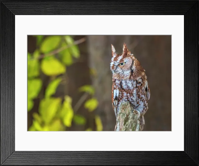 Framed Print : Eastern Screech-Owl (Megascops asio) - captive bred, Ontario, Canada Framed Print : Eastern Screech-Owl (Megascops asio) - captive bred, Ontario, Canada
