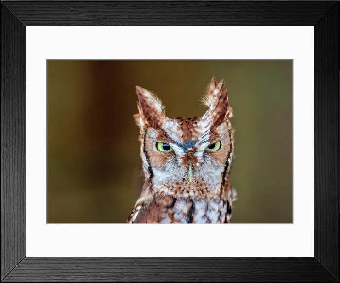 Framed Print : Eastern Screech-Owl (Megascops asio) - captive bred, Ontario, Canada Framed Print : Eastern Screech-Owl (Megascops asio) - captive bred, Ontario, Canada