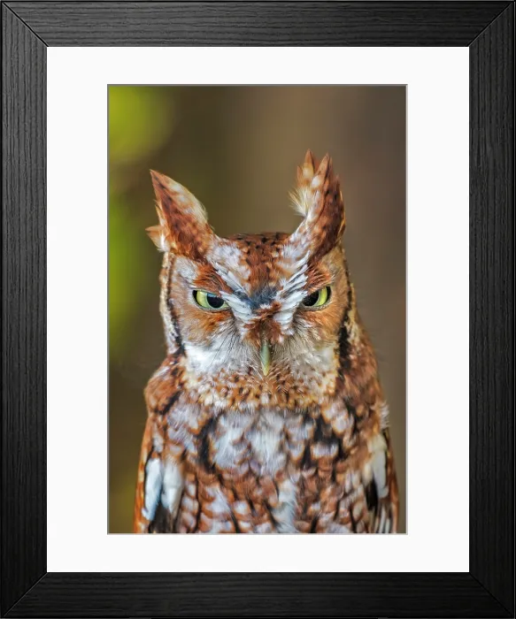 Framed Print : Eastern Screech-Owl (Megascops asio) - captive bred, Ontario, Canada Framed Print : Eastern Screech-Owl (Megascops asio) - captive bred, Ontario, Canada