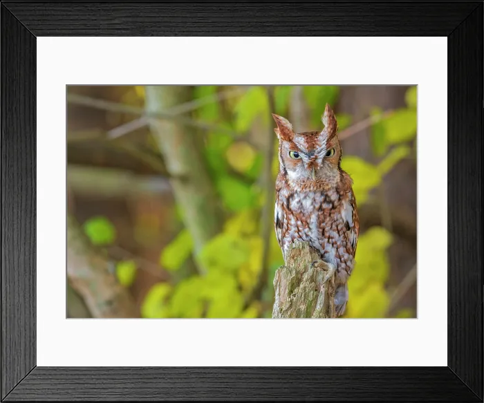 Framed Print : Eastern Screech-Owl (Megascops asio) - captive bred, Ontario, Canada Framed Print : Eastern Screech-Owl (Megascops asio) - captive bred, Ontario, Canada
