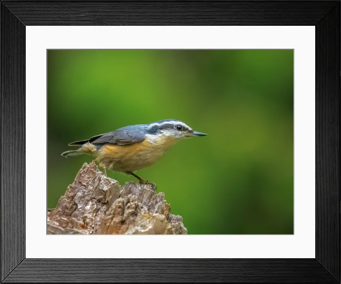 Framed Print : Red-breasted Nuthatch (Sitta canadensis), Thornton, Ontario, Canada Framed Print : Red-breasted Nuthatch (Sitta canadensis), Thornton, Ontario, Canada