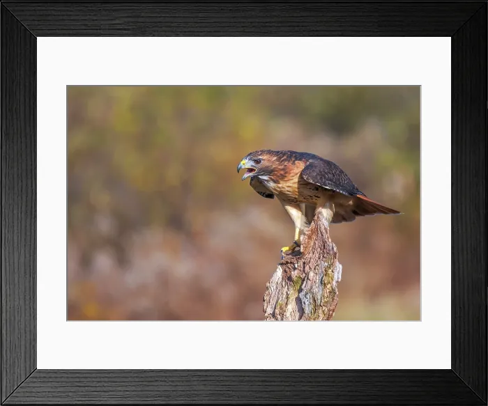 Framed Print : Red-tailed Hawk (Buteo jamaicensis) - captive bred Framed Print : Red-tailed Hawk (Buteo jamaicensis) - captive bred