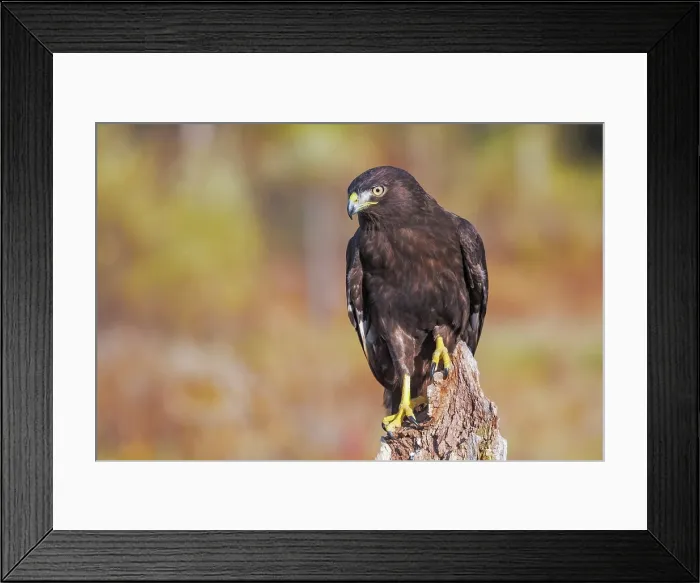 Framed Print : Red-tailed Hawk (Harlan's) Buteo jamaicensis harlani - captive bred Framed Print : Red-tailed Hawk (Harlan's) Buteo jamaicensis harlani - captive bred