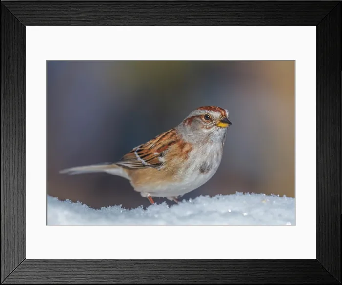 Framed Print : American Tree Sparrow (Spizelloides arborea), Thornton, Ontario, Canada
