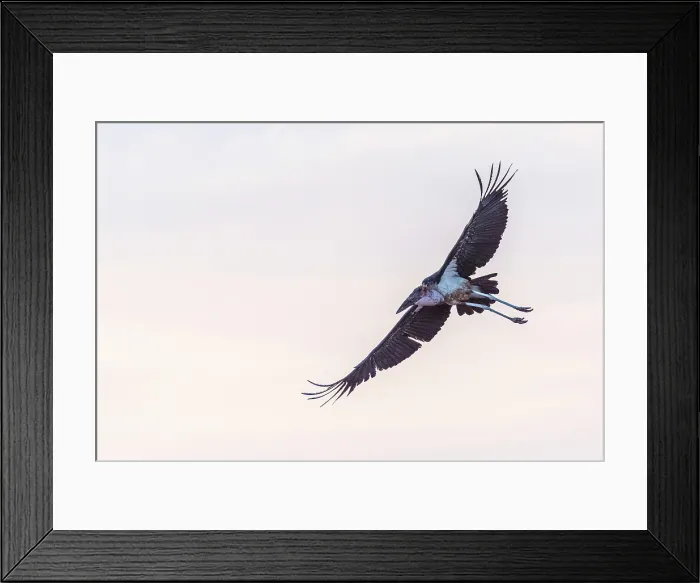 Framed Print : africa, Zimbabwe, Mana Pools National Park. A Marabou stork in flight Framed Print : africa, Zimbabwe, Mana Pools National Park. A Marabou stork in flight