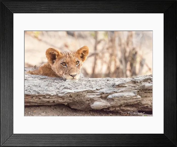 Framed Print : africa, Zimbabwe, Mana Pools National Park. Young lion cub resting its head on a log gazing calmly at the camera with curious eyes
