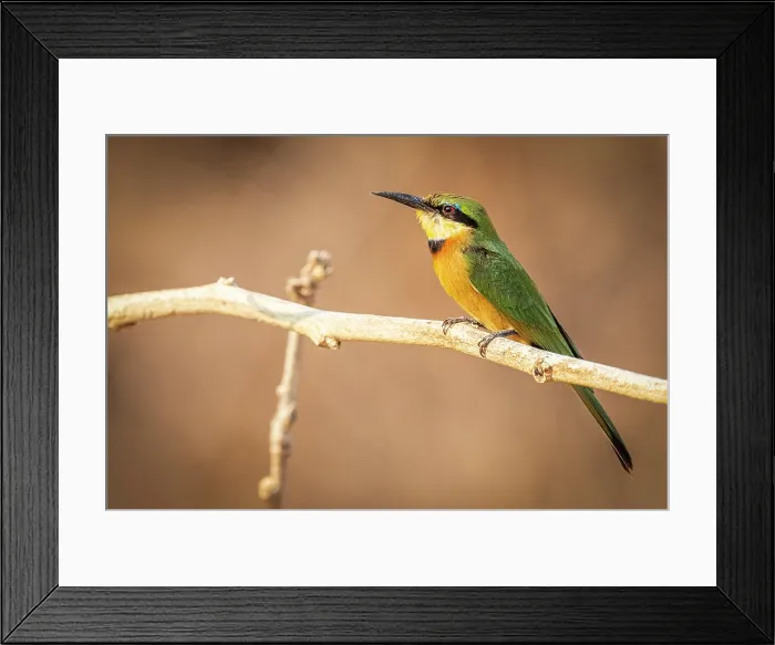 Framed Print : africa, Zimbabwe, Mana Pools National Park. A little bee-eater Framed Print : africa, Zimbabwe, Mana Pools National Park. A little bee-eater